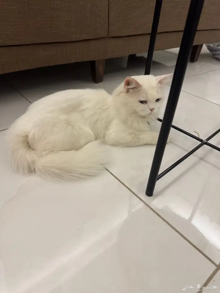 المدينه المنوره 0