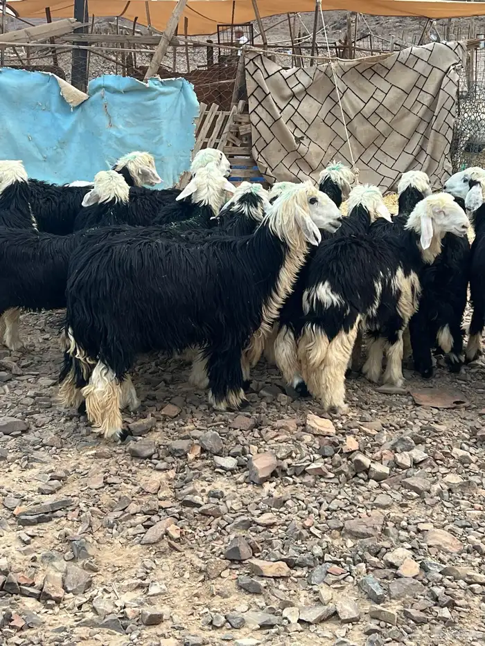رخال نجد جذعات جروم ( تم البيع) دف 35