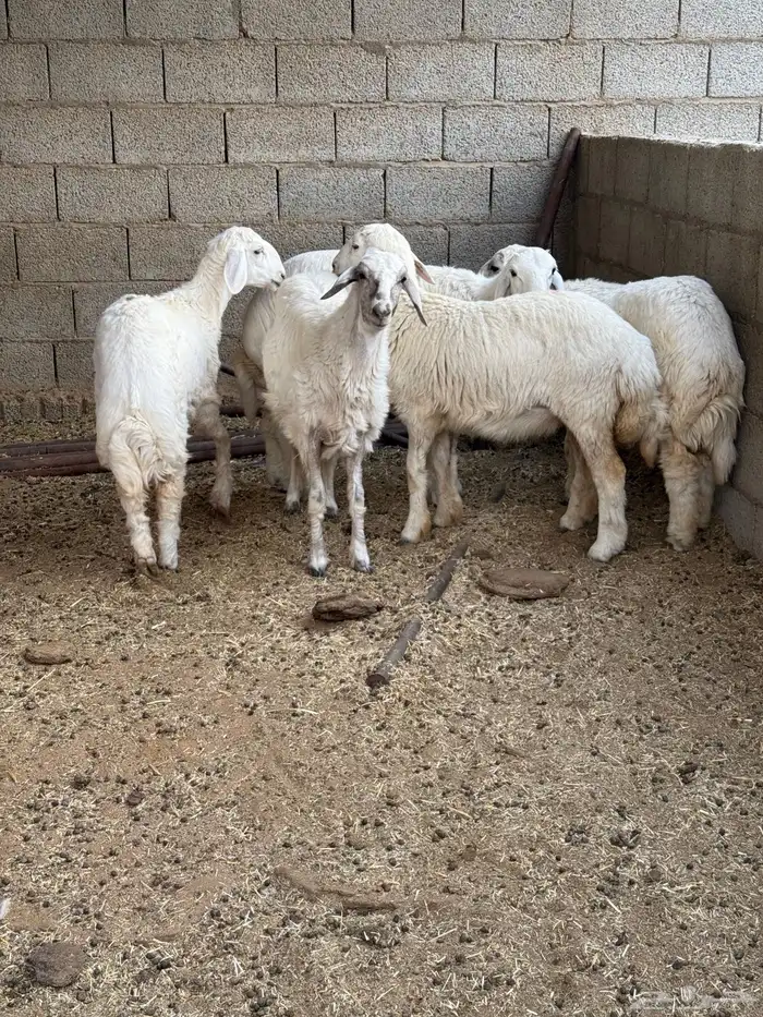 طليان لبانية 5