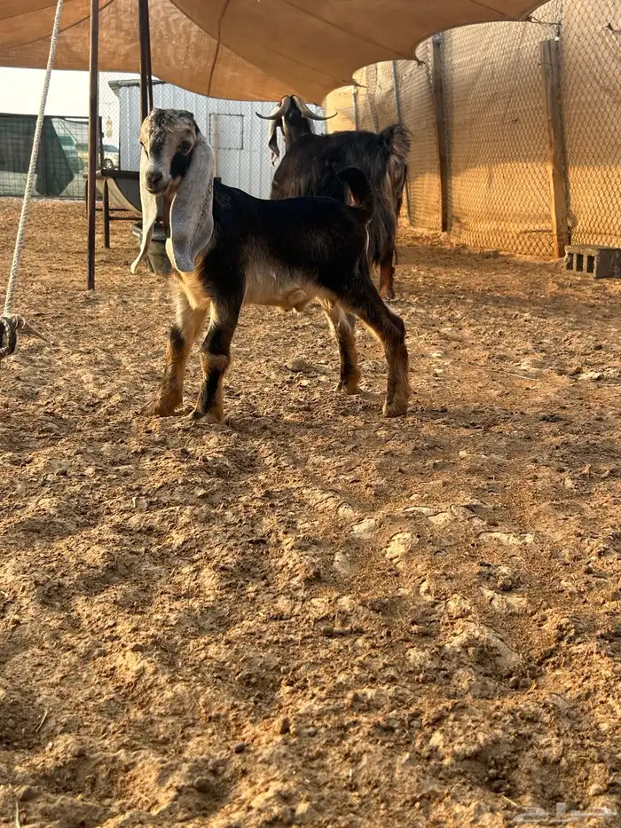 رغوث عارضيه 1