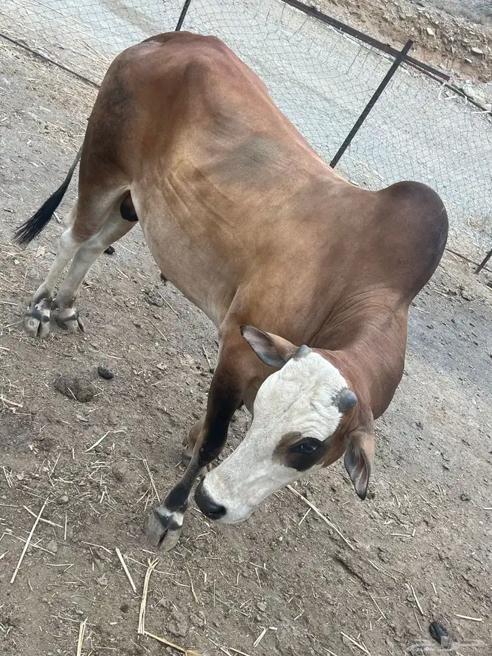 ثور بلدي 0