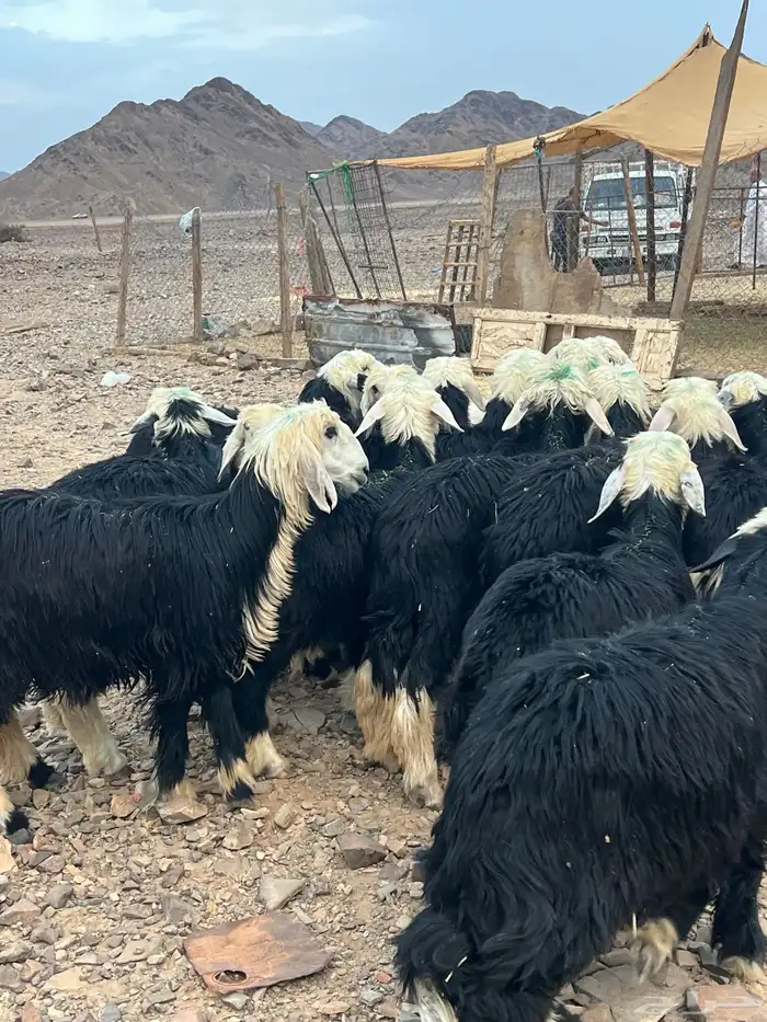 رخال نجد جذعات جروم ( تم البيع) دف 4