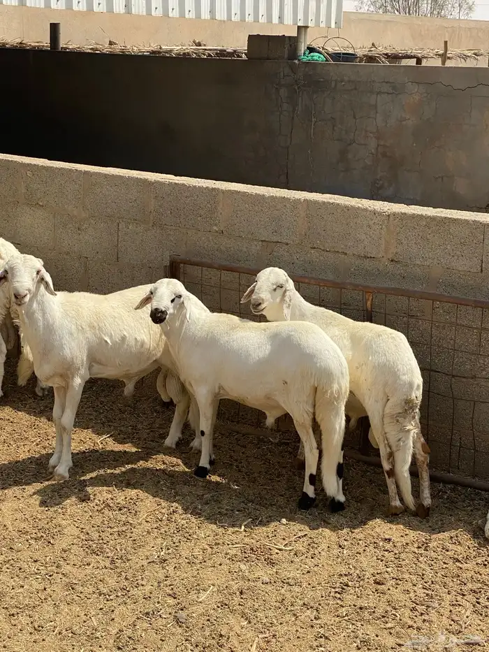 سواكن مربعات 3