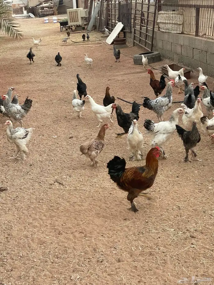 للبيع دجاج براهما كولمبي اصلي احجام فاخره وهجين براهما 2