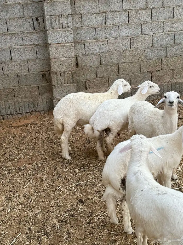 طليان لبانية 1