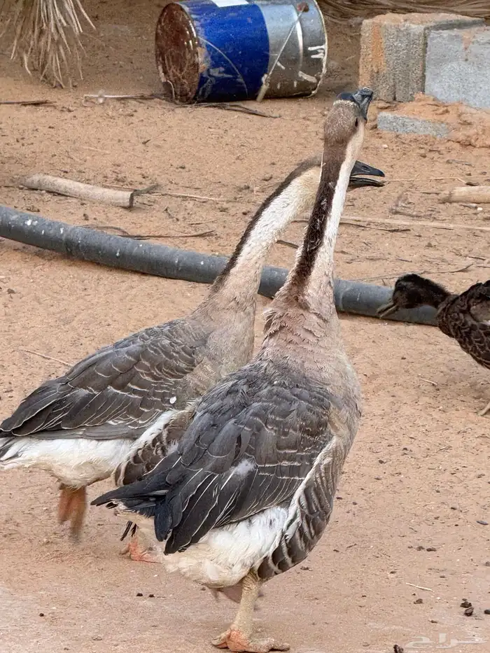 وز عراقي 4