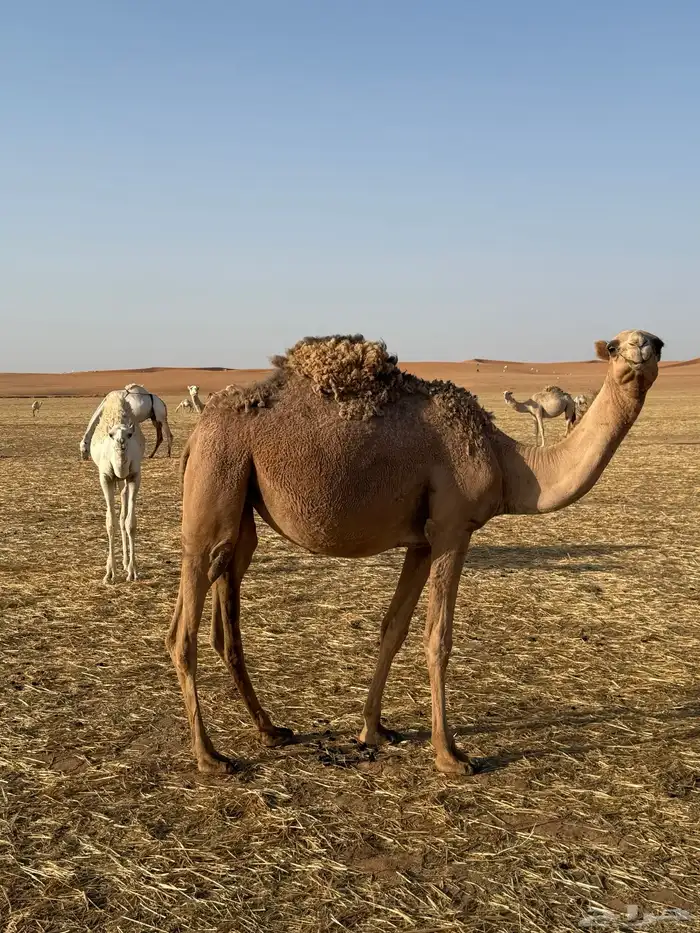 بكره للبيع 0