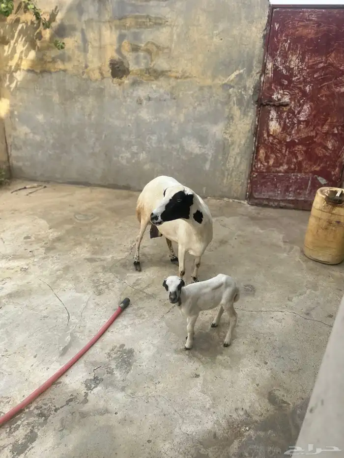 نعجه معها رخل سنها سديس نعجه مد ماشاءالله 1