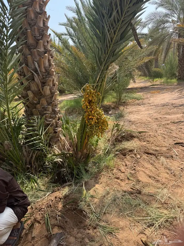 نخيل لبيع 4