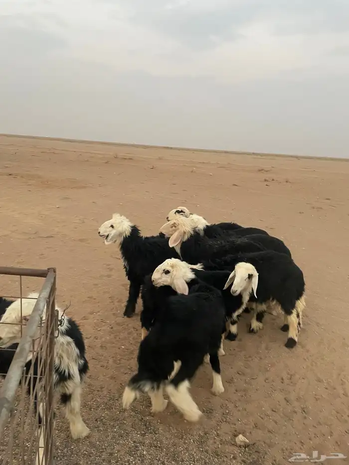 بهم نجد للبيع 1