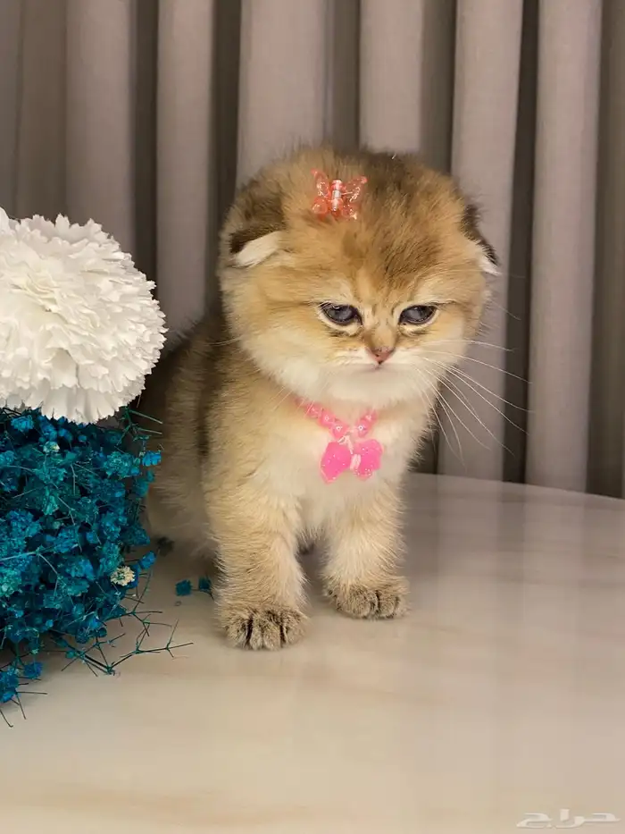 قطط سكوتش للبيع 4