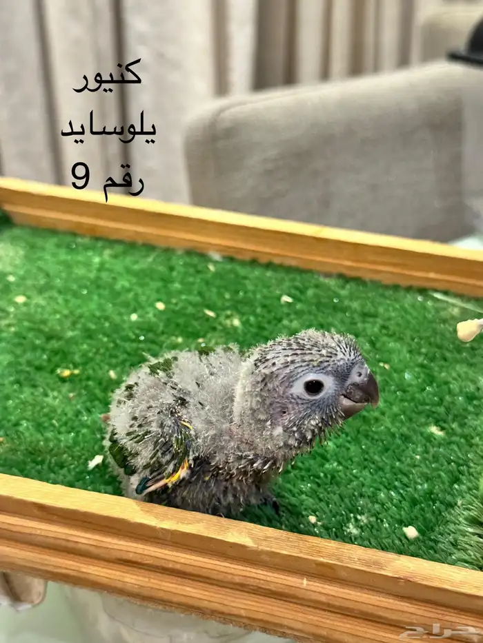 فروخ كنيور غر 8