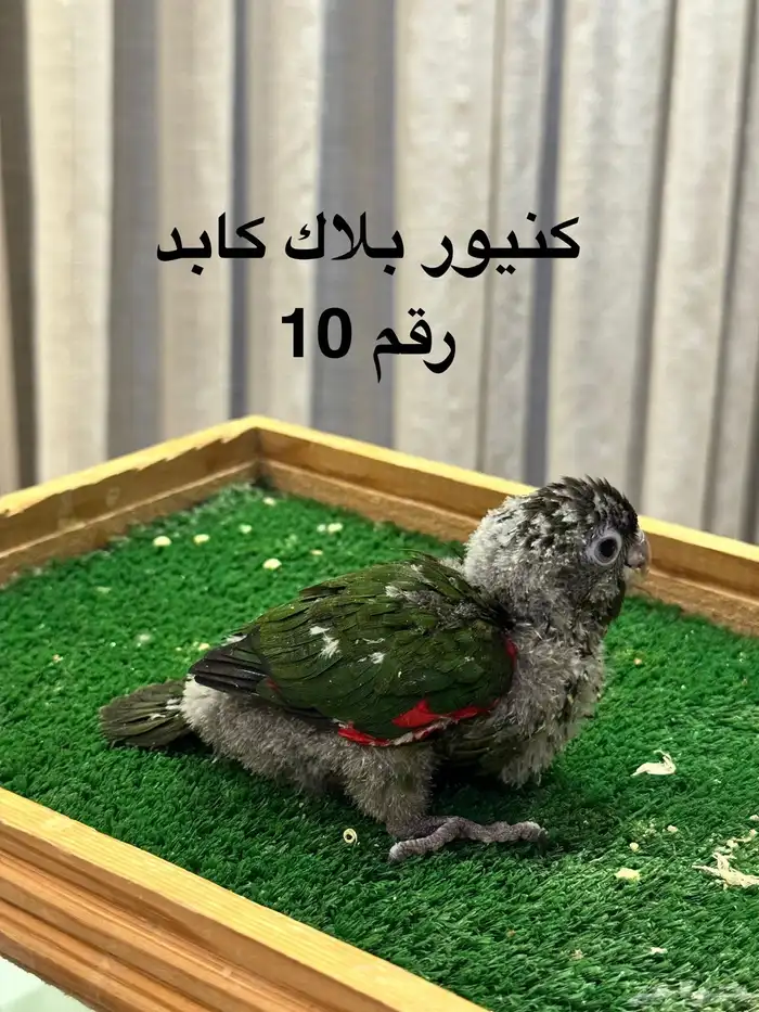 فروخ كنيور غر 9