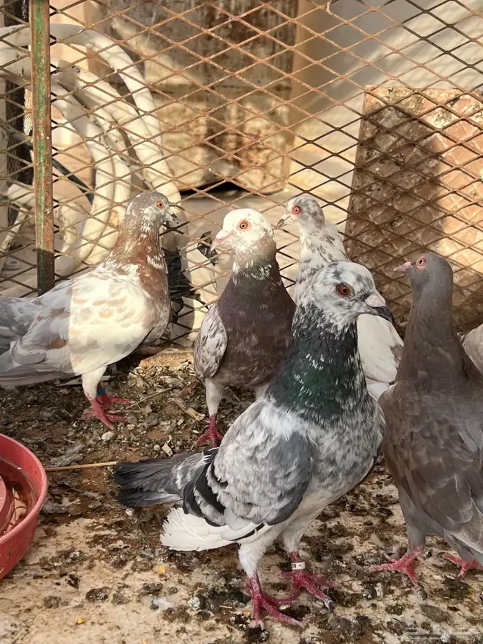 حمام مصري وفرنسي 0