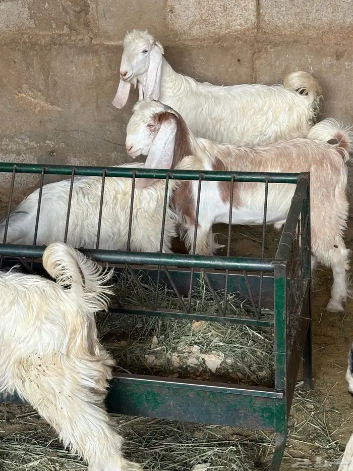 للبيع تيوس طيبه وسمينه انتاج الحلال 1