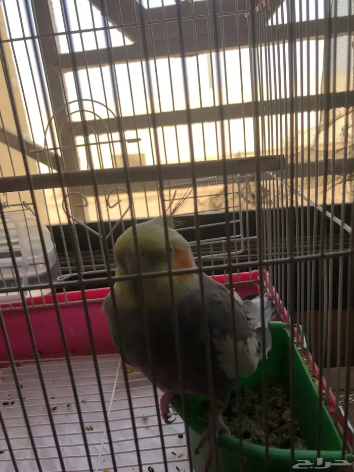 طير كروان ذكر لايجي غير الصامل 2