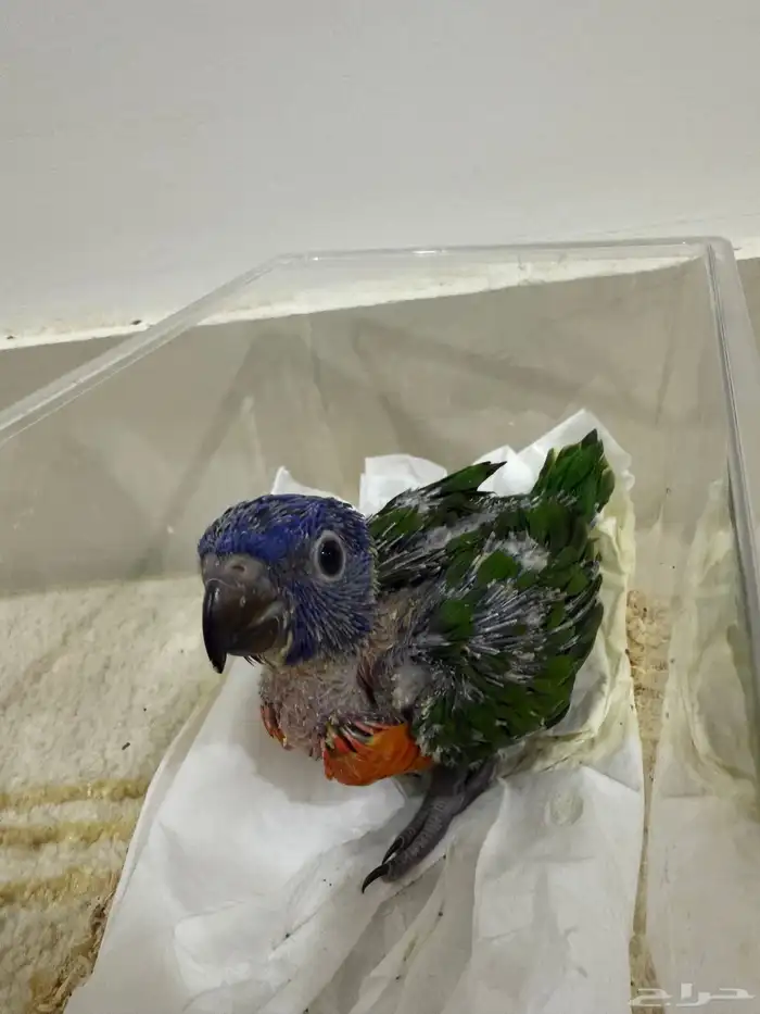 فرخ لوري ( تم البيع الله يبارك لي راعيه ) 0