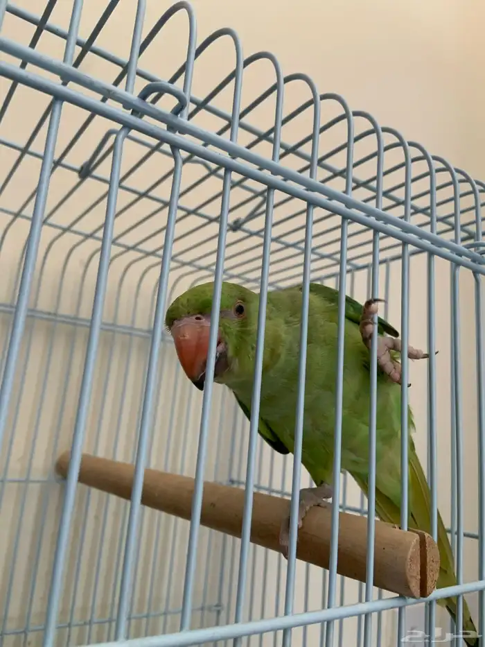 دره للبيع 2