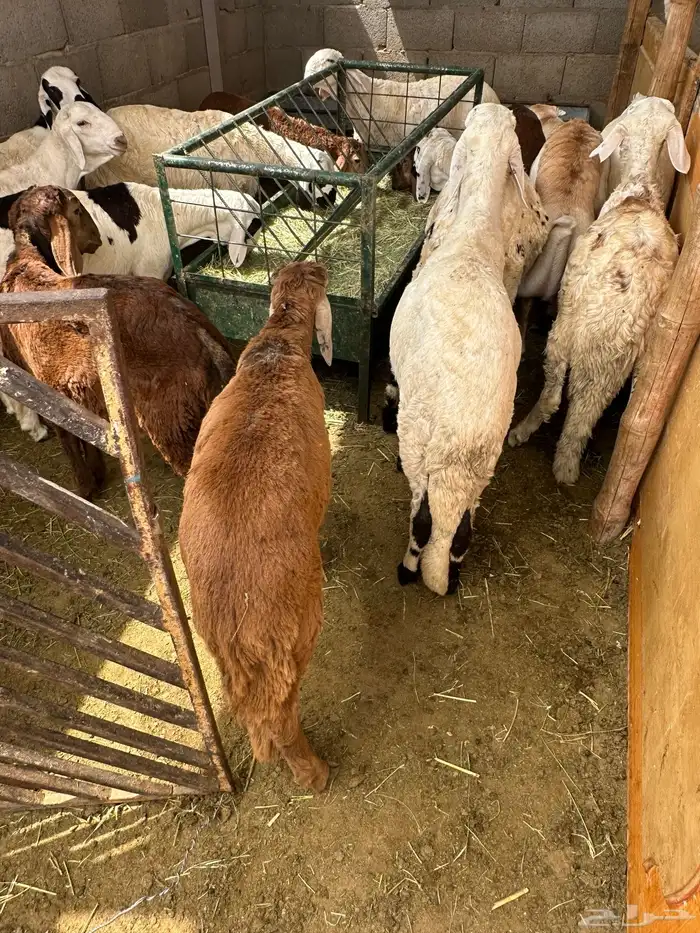 سواكن بيض بلديه معها 4 حمري مستورده لحالهن 3