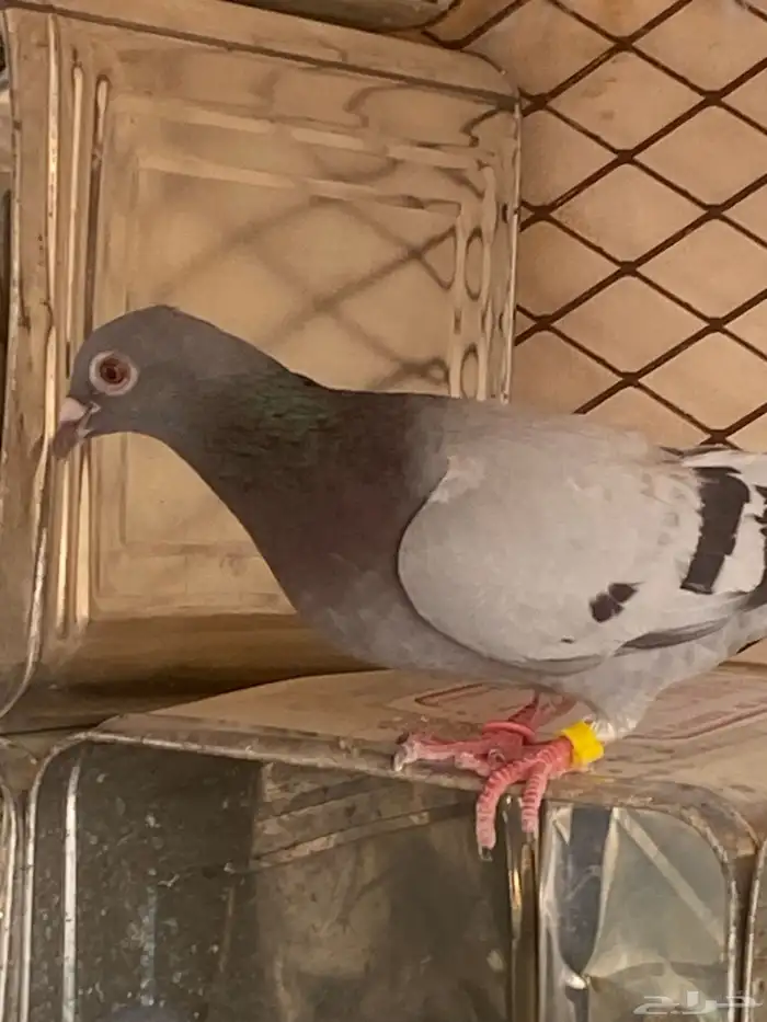 زاجل سباق مسافات طويله 3
