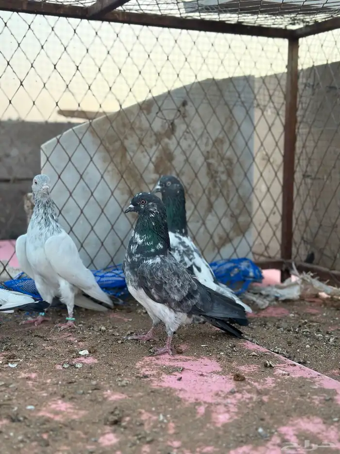 حمام باكستاني 4
