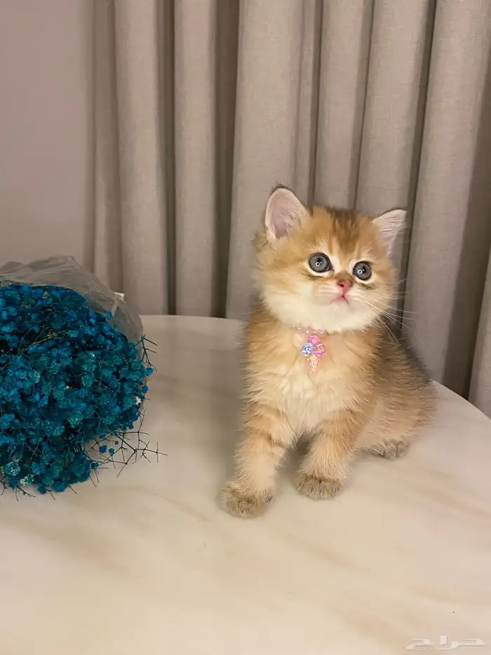 قطط سكوتش للبيع 1