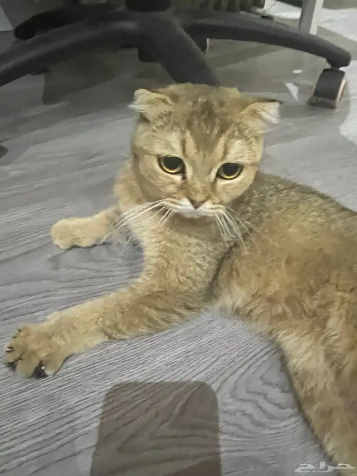 قطه سكوتش فولد وجدت مفقوده 3