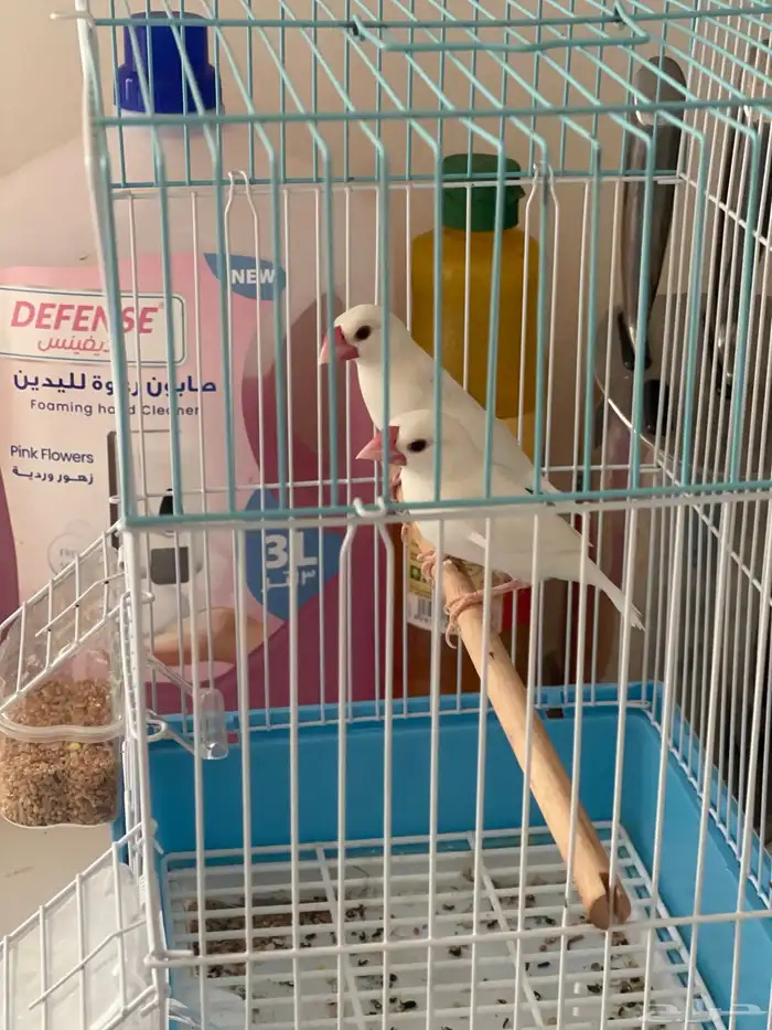 جوز جاوا فنش البينو فاخر 2