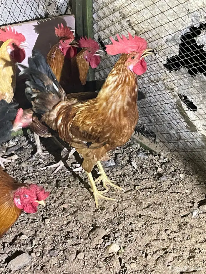 ديوك بلديه للبيع 6
