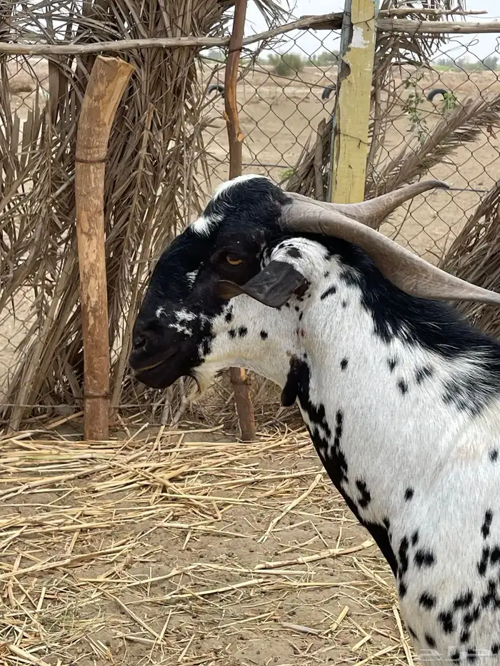 فحل فاخر بيشي امرخ صنف الصنف 1