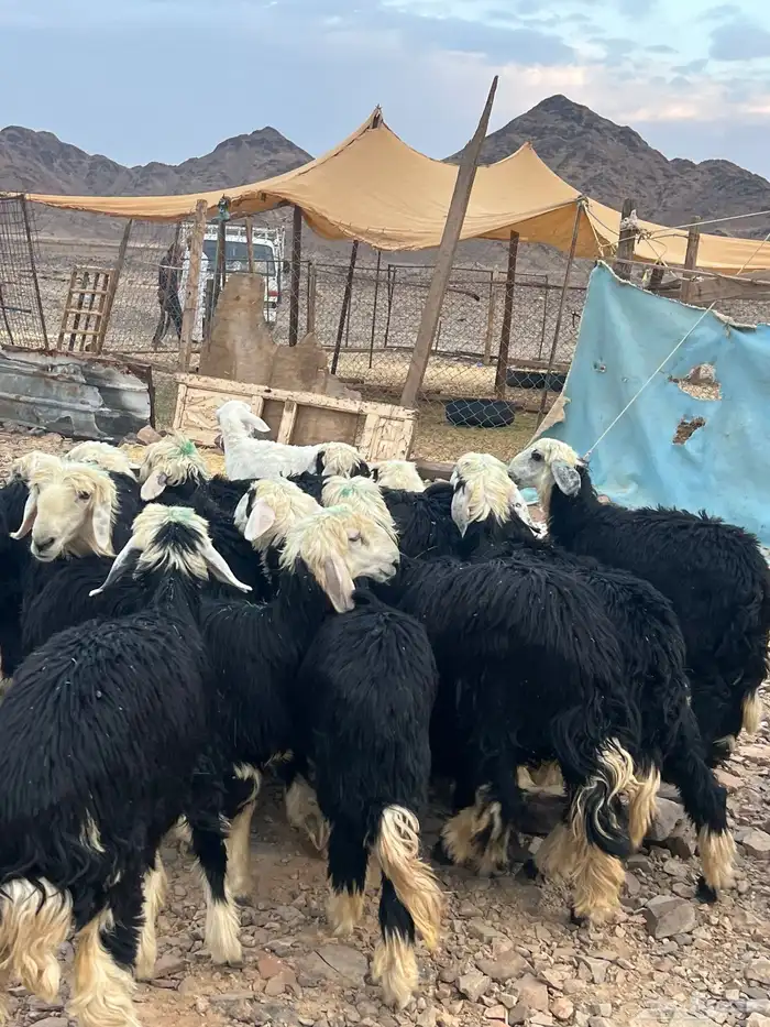رخال نجد جذعات جروم ( تم البيع) دف 9