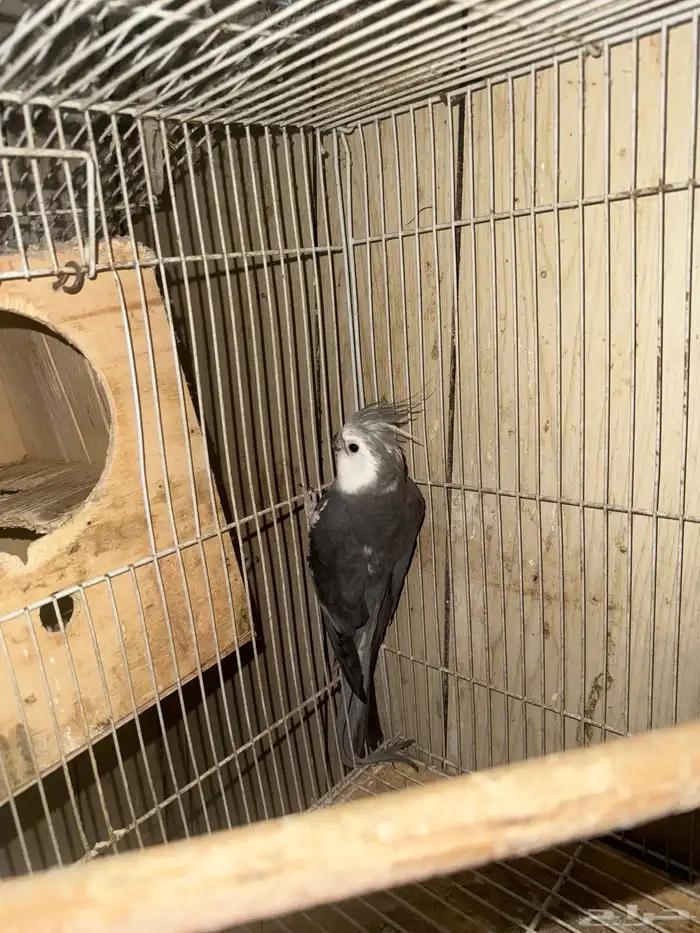 ذكر كروان منتج شرط 1