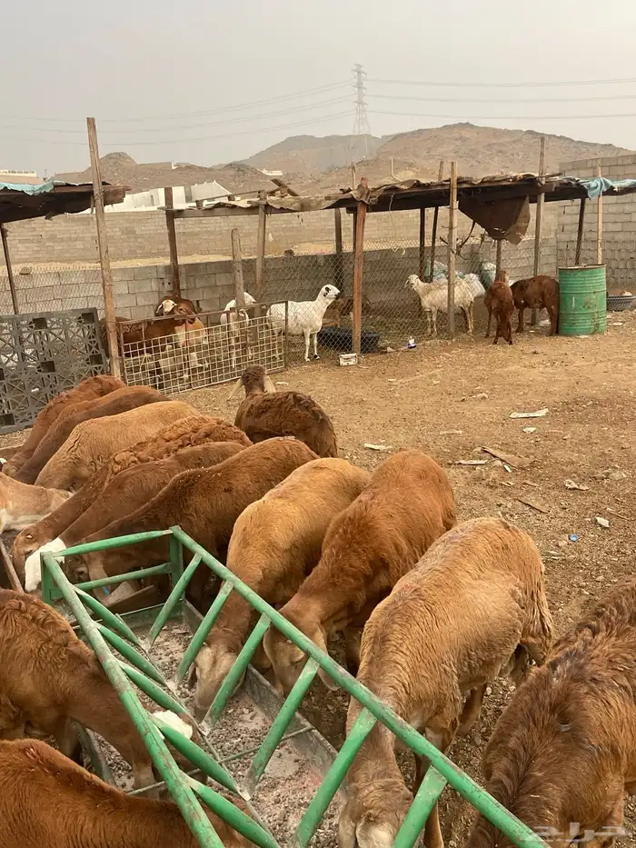 سواكني مرابي فل 4