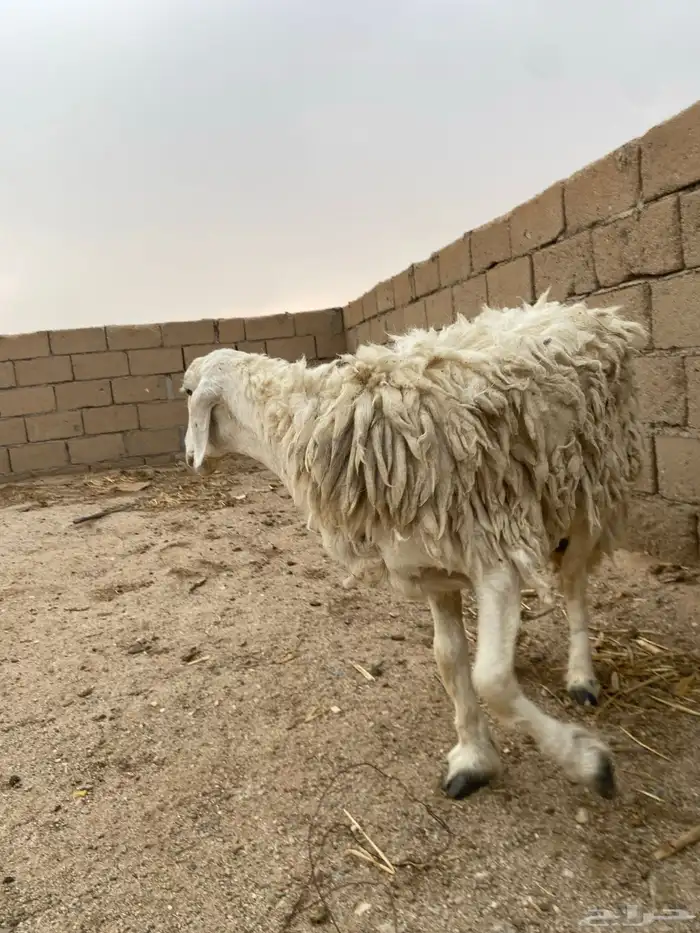 نعجه تامه مضرع لها ثلاث شهور 2