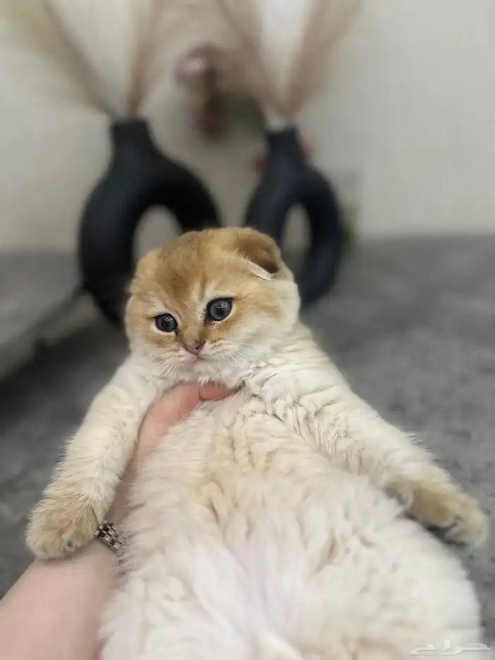 سكوتش فولد مسجل للبيع 5