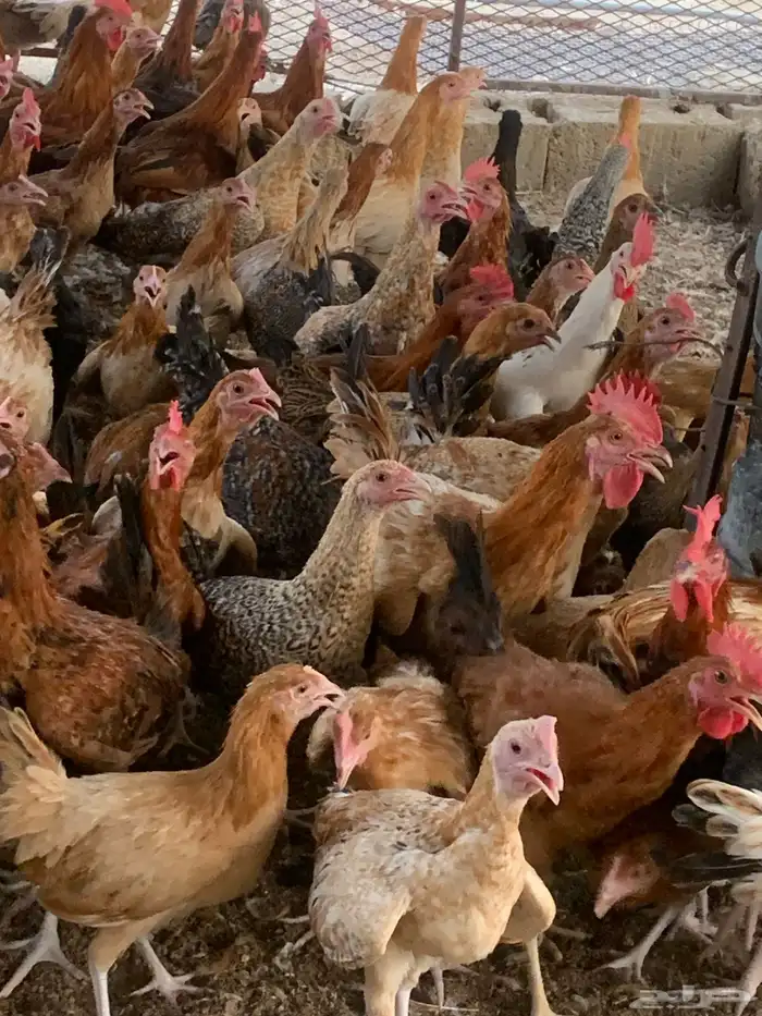 للبيع صوص بلدي 0