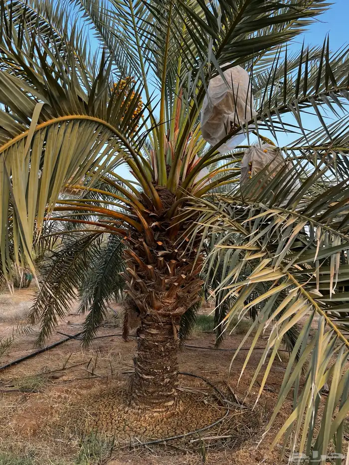 نخل للبيع للبيع نخيل جثايث 3