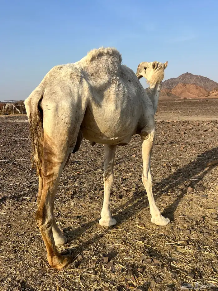 ضريبه وضحاء ب7500 تم البيع 3