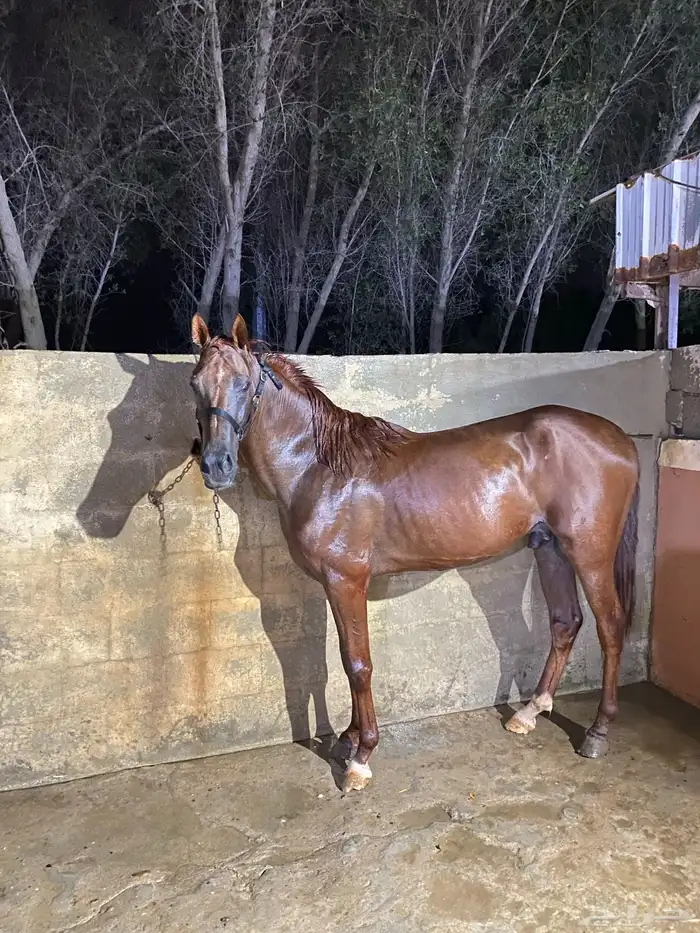 خيل للبيع شعبي 1