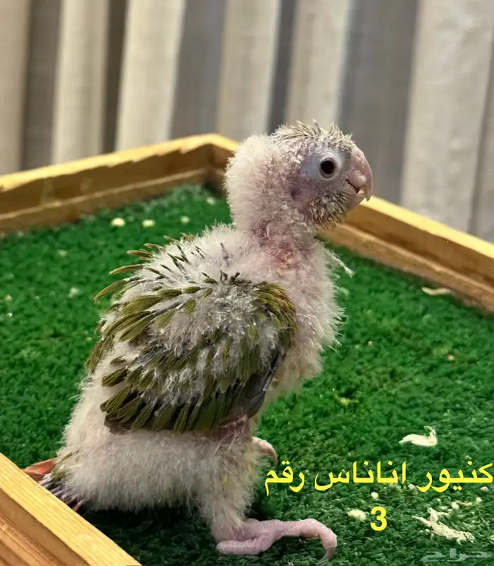 فروخ كنيور غر 2