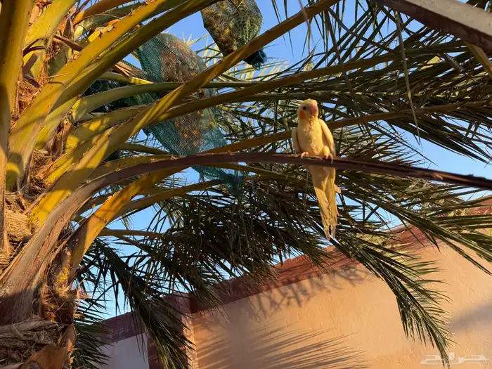 كروان لاتينو أليف 1