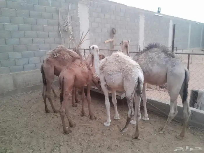 قعدان 1