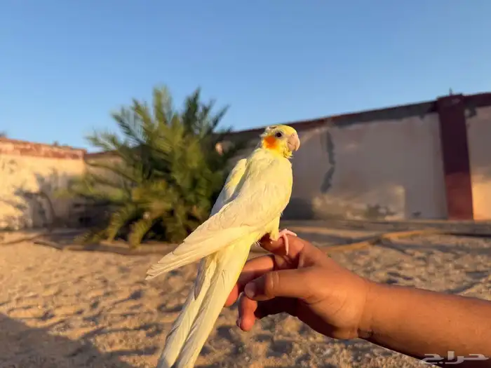 كروان لاتينو أليف 0