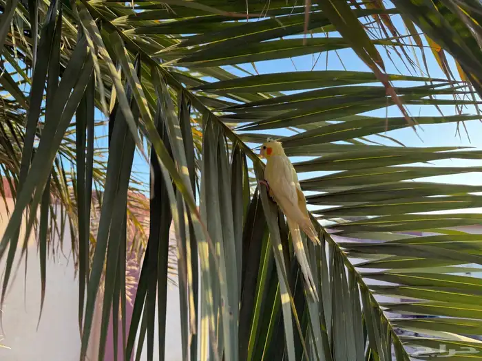 كروان لاتينو أليف 9