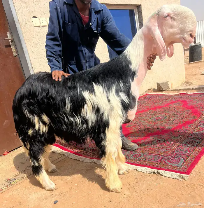 للبيع جذع نجدي خصم 0