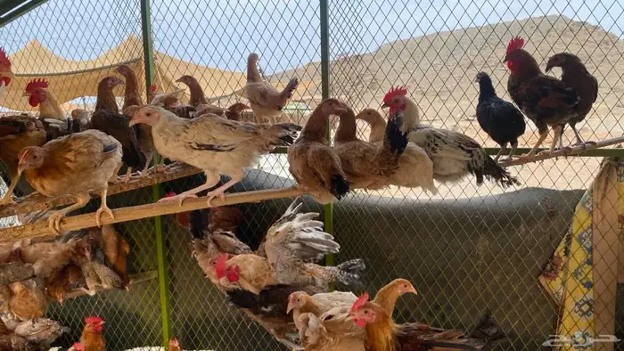 دجاج فاخر 1