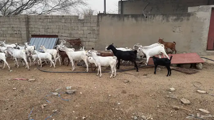 غنم بيشيات للبيع 0