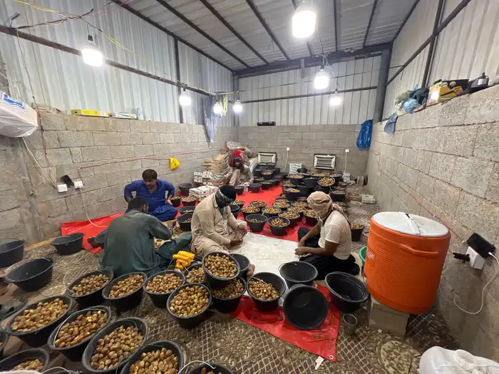 تمر سكري فاخر 5