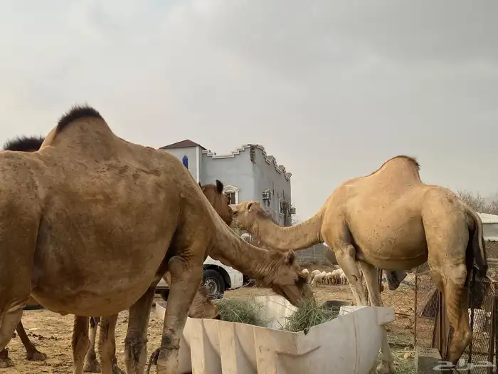 ابل 4نياق للبيع 11