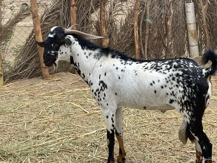 فحل فاخر بيشي امرخ صنف الصنف 2